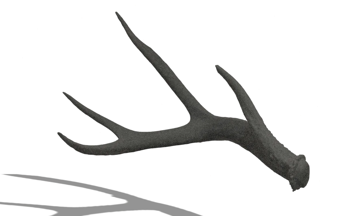 The same antler as captured digital geometry, rendered in graphite gray.