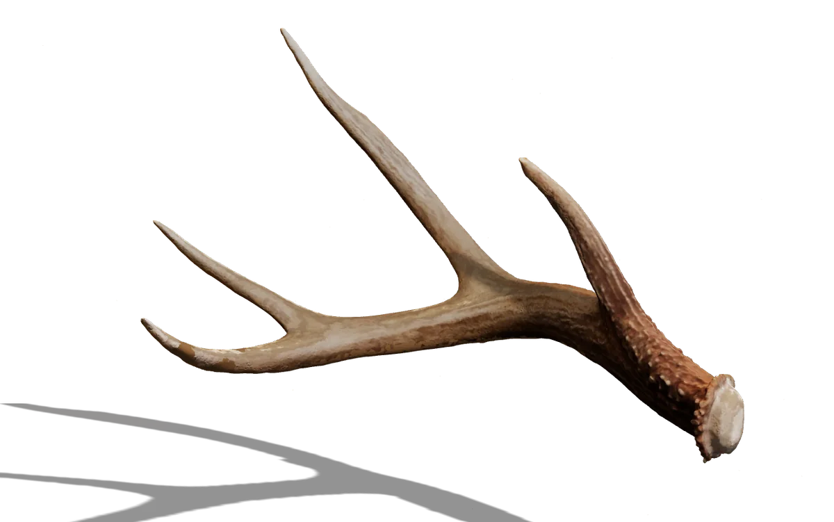 The natural antler, with its original bone color and texture.