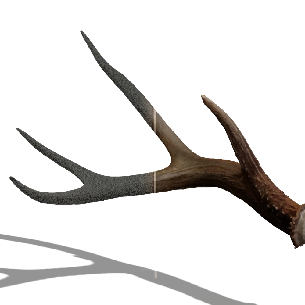 A scan line passes across the antler, turning its natural surface into digital geometry.